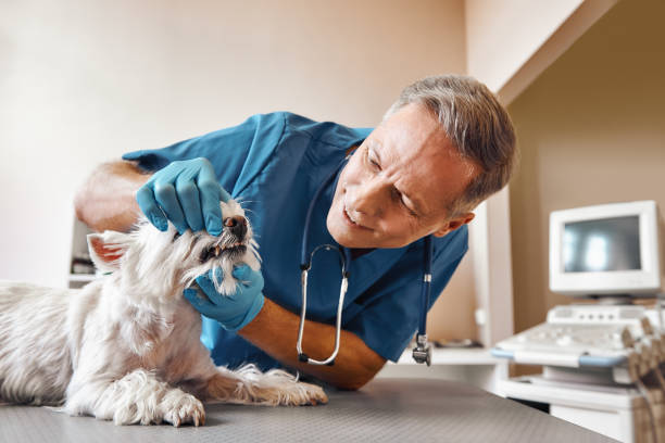 Best Knocked-Out Tooth (Avulsed Tooth) Treatment in Grover, WY